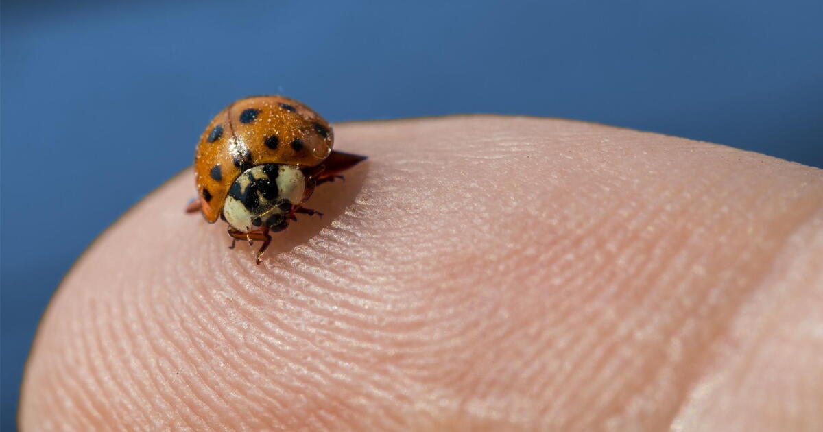 Pssst: Ladybugs Have a Killer Secret