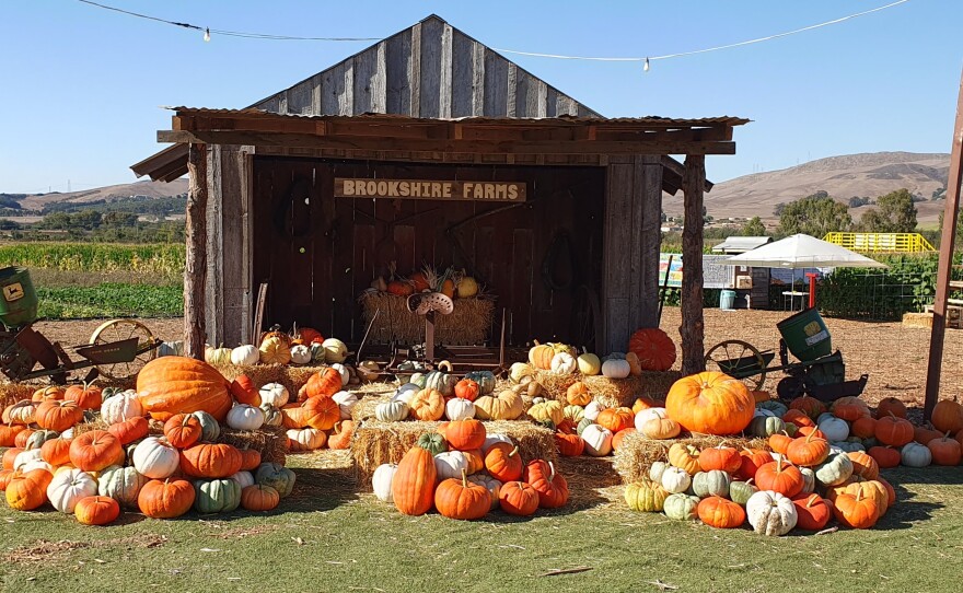 Pumpkins on display at Brookshire Farms.