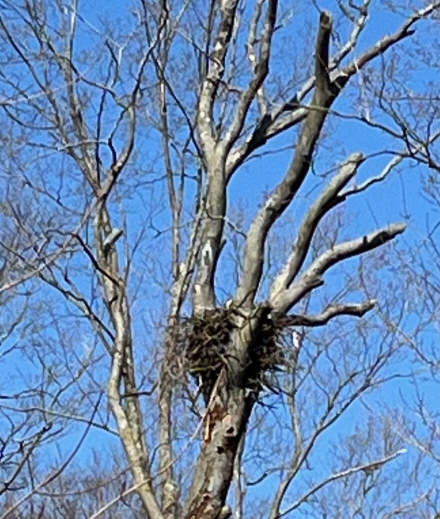 A bald eagle nest sits in a tree.