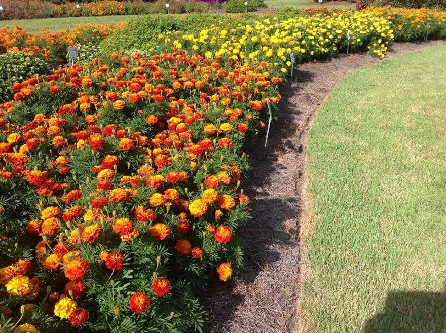 Marigolds thrive in a planting bed well into fall.