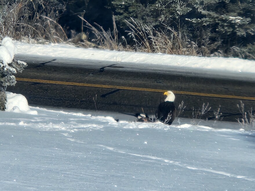 An adult Bald Eagle and a magpie sit on a road-killed deer. The deer is mostly concealed by a snowbank, but both birds are visible. Behind them is a road and a coniferous forest: an expanse of bare snow is in the foreground.