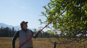 A woman wearing a baseball hat and glasses reaches high into a tree with a long red pole to pick apples.