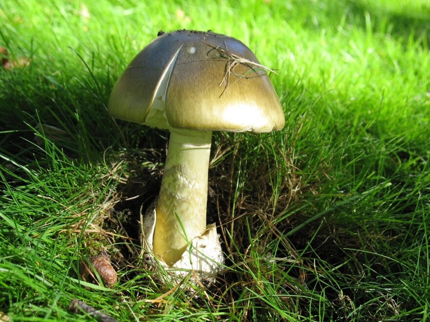 A death cap mushroom pops up through grass in a Boise neighborhood.