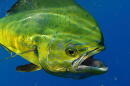  A new study has found mahi mahi, or dolphinfish, can have their survival rate cut in half up to eight days after being exposed to low levels of oil.