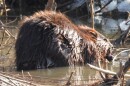 American beaver