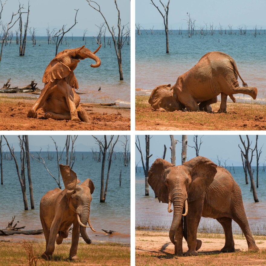 Amazing Internet Portfolio Award: <em>The Joy of a Mud Bath</em> in Zimbabwe.