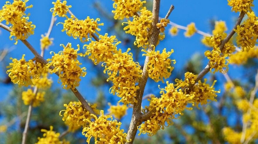 Witch-hazel (Hamamelis vernalis) in bloom