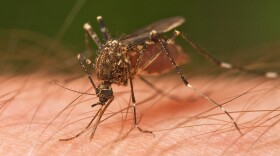 Close-up of a mosquito on an arm.
