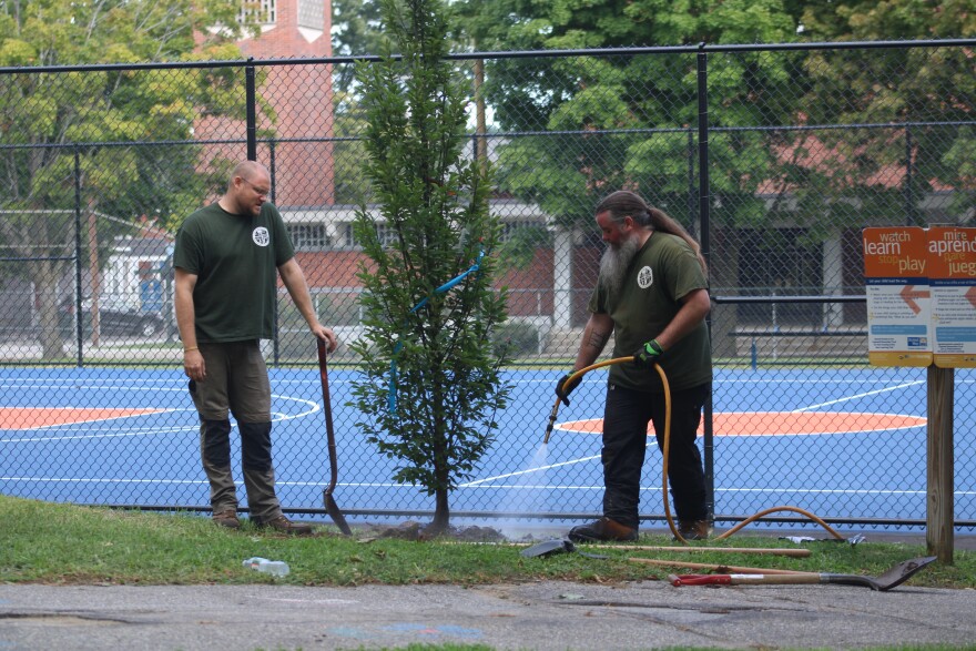 Un empleado municipal riega el nuevo carpe de la ciudad durante un evento de plantación que tuvo lugar el viernes 24 de agosto de 2026 en Greeley Park.