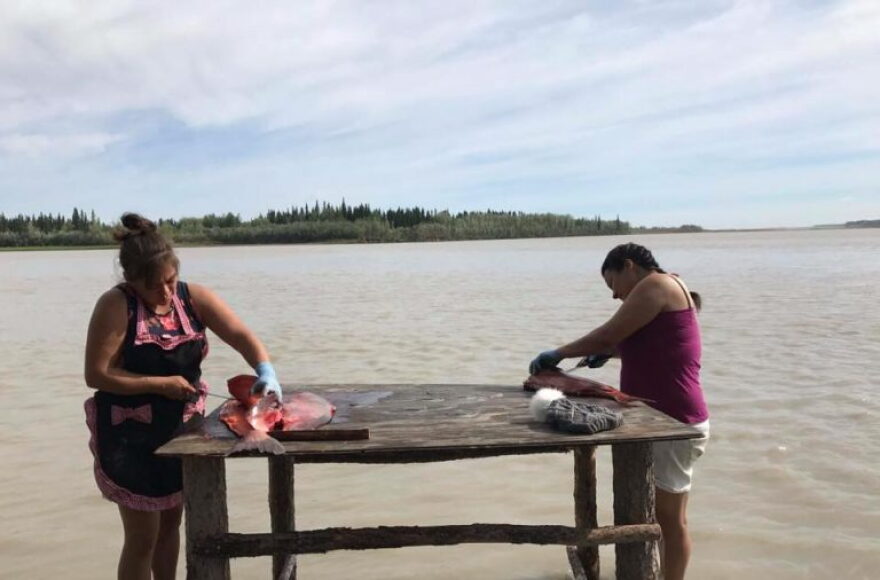 Shannon Hardy, left, and Jessica Black cut Chinook salmon on the Yukon River.