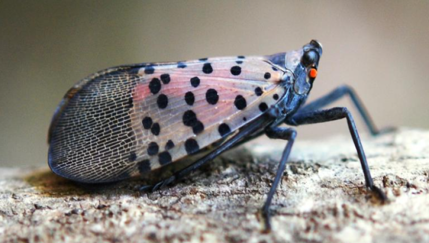 An adult Spotted lanternfly, Lycorma delicatula