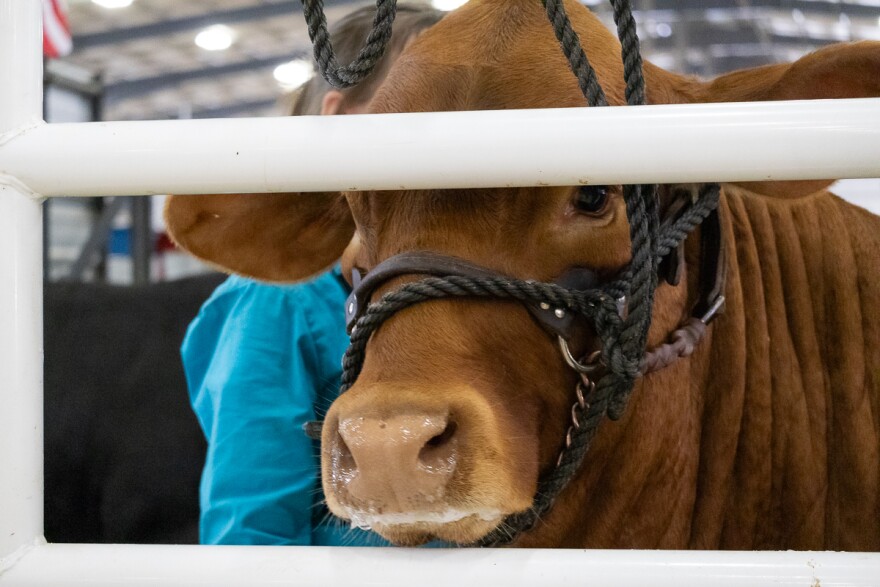 Owners and their cattle prepare for the show in the cattle barn at the San Antonio Stock Show & Rodeo.