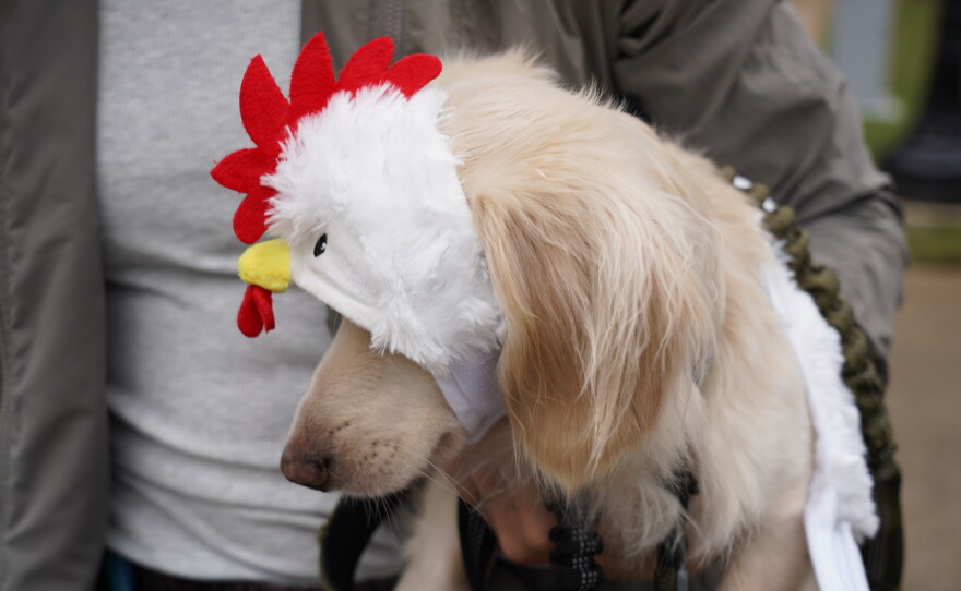 Dachshunds of Columbia held its annual "Halloweenie Walk" on Saturday, Oct. 17, 2026 in Columbia, S.C.