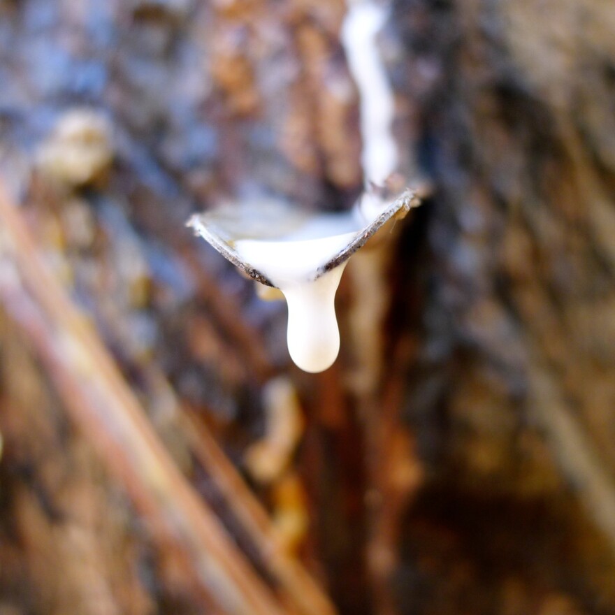 A closeup of natural latex in a latex drip