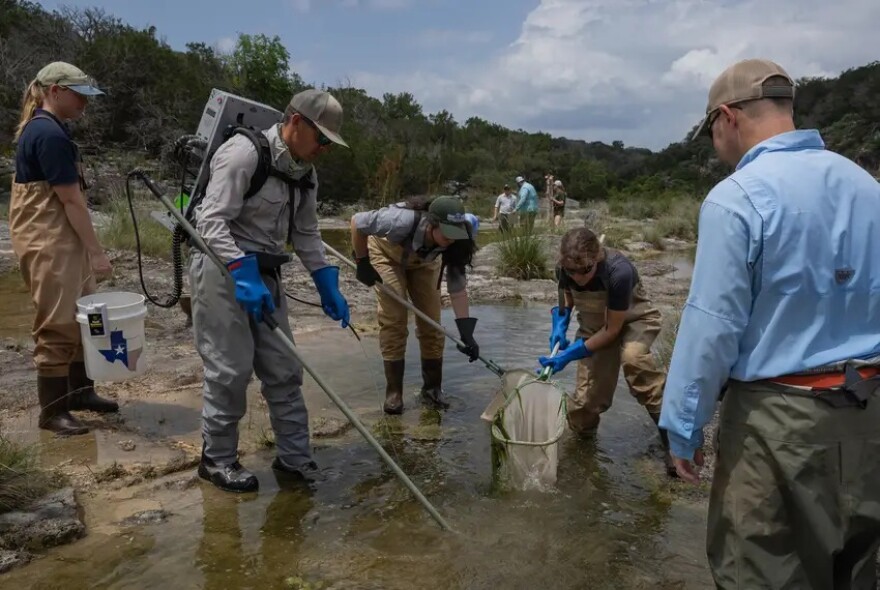 Texas Parks and Wildlife Department biologists and staff use an anode, an electrical rod that temporarily stuns fish, during an aquatic sampling at Yancey Creek.