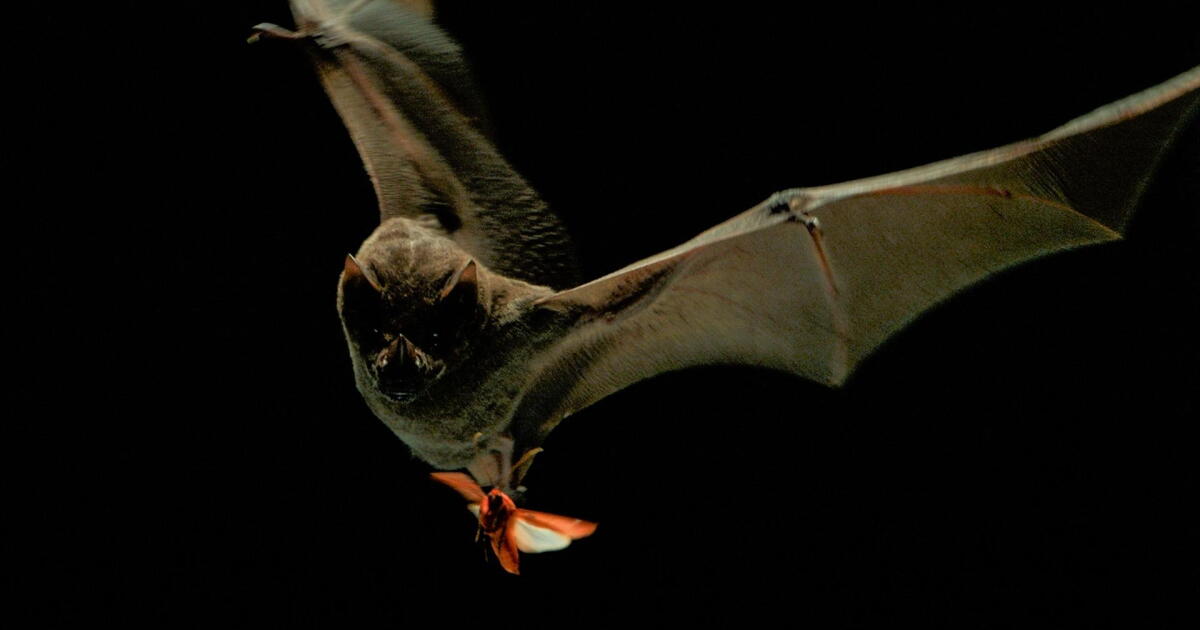 Bat Math Larva The Evolutionary Race Between Moths and Bats