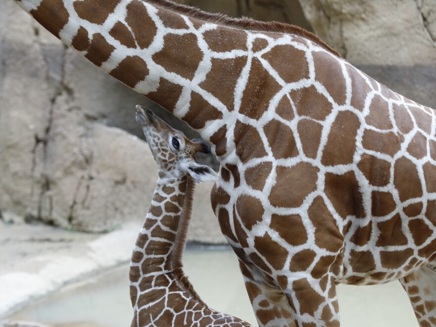 Three-week-old giraffe named Kendi, reaches up with his tongue to touch his mother, Katie's neck in the giraffe exhibit at the Dallas Zoo on May 26, 2020.