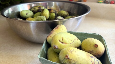 Two bowls of green pawpaws sit on a kitchen counter.