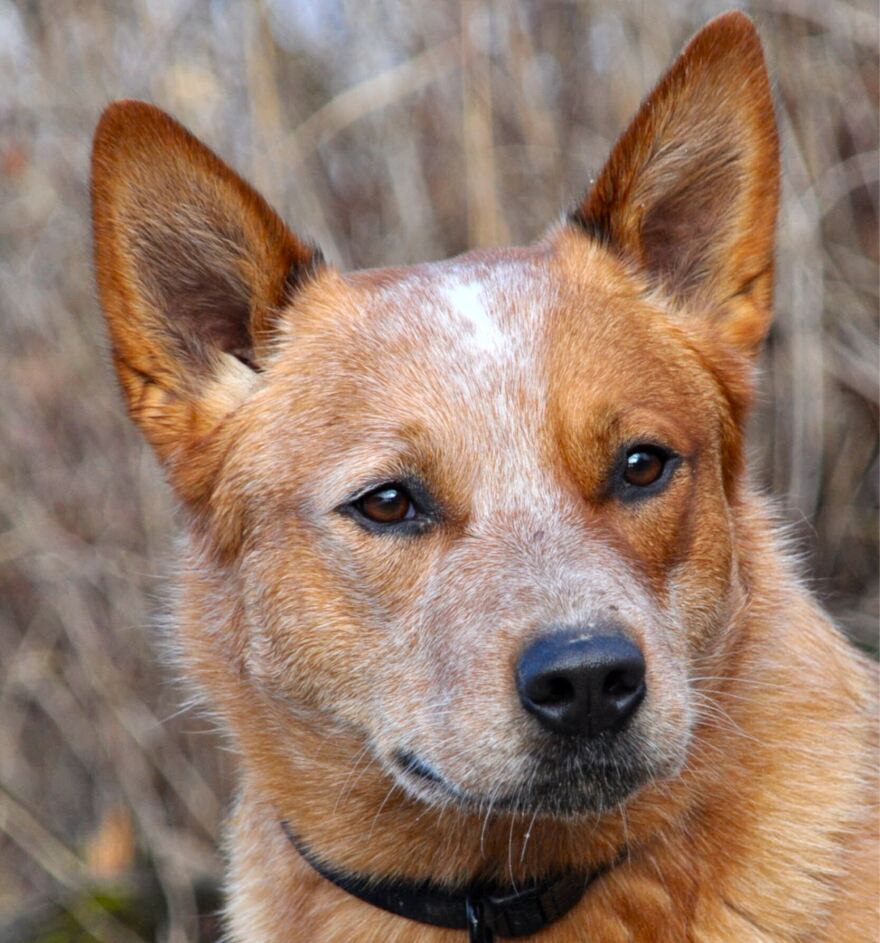 australian_catle_dog_silverbarn_s_paavo.jpg
