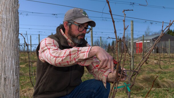 Derrick Vogel of Folklor Wine & Cider prunes a grapevine at his Charlevoix vineyard. (Photo: Miles MacClure/For the Northern Michigan Journalism Collaborative)