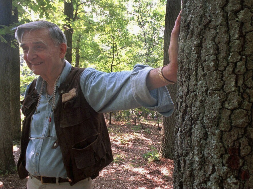 Harvard University professor and Pulitzer Prize winner Edward O. Wilson takes a break from searching for insects in the Walden Pond State Reservation in Concord, Mass., in 1998. Wilson died on Sunday at the age of 92.