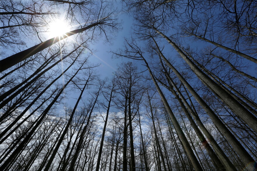 FILE - Cypress trees grow in Heron Pond in the Shawnee National Forest near Belknap, Ill., April 9, 2013.