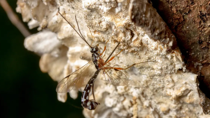 A parasitoid wasp (Rhyssella humida) in the process of inserting its eggs into insect larvae that are feeding within a tree.