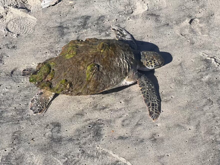 Stranding season has arrived on Crystal Coast beaches, and the Emerald Isle Sea Turtle Patrol is asking people to help save cold-stunned turtles.
