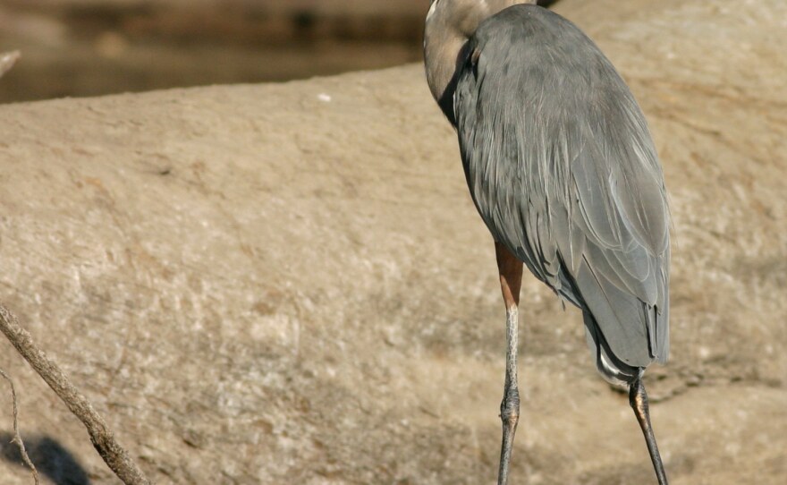 Wading Birds: Am I Heron You Right? | Iowa Public Radio