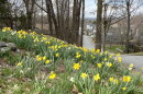 Daffodils.