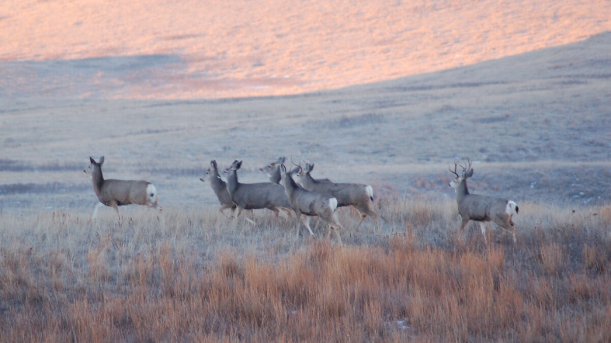 A short history of deer in North Dakota - Vimarsana News
