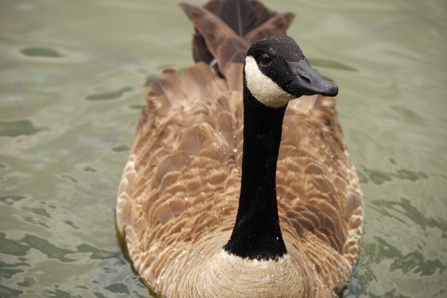 Canada Goose near Montgomery Museum of Fine Arts in Montgomery, Alabama.