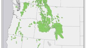 Whitebark pine range.