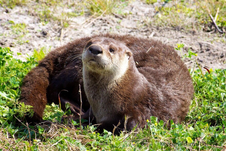 North American River Otter