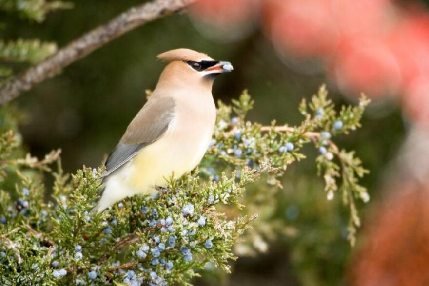 A cedar waxwing eats cedar berries in Jefferson City, Mo.