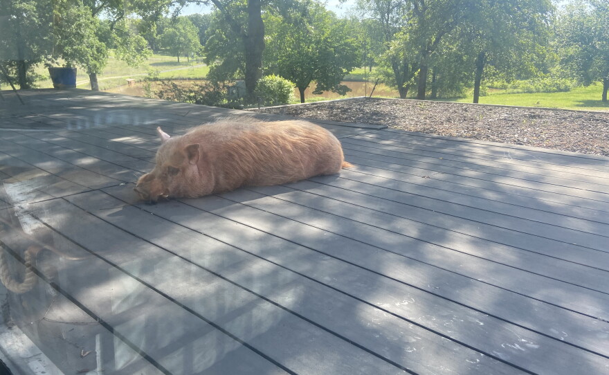 A pig lies on Rachel's patio