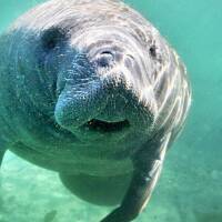 manatee_too.jpeg