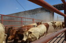 Beige and brown cows run down a metal fenced enclosure with the border wall behind 