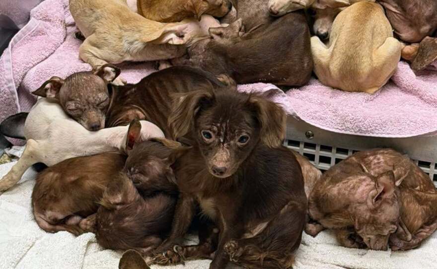 Safe inside a clean kennel at Humane Indiana, a rescued dogs settle in on Wednesday afternoon. The animals are among 48 dogs pulled from a damaged trailer in Northwest Indiana after a tree collapsed onto the roof during severe storms.