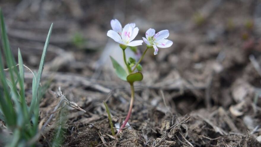The springbeauty – Claytonia lanceolata – flower is one of the season’s earliest flowers. This year, Charlotte Cadow saw it bloom 38 days earlier than the spring average in the 1970s.