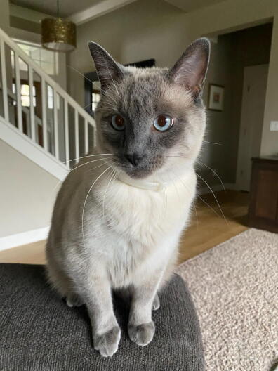 A gray and white cat with blue eyes sits on the arm of a chair.