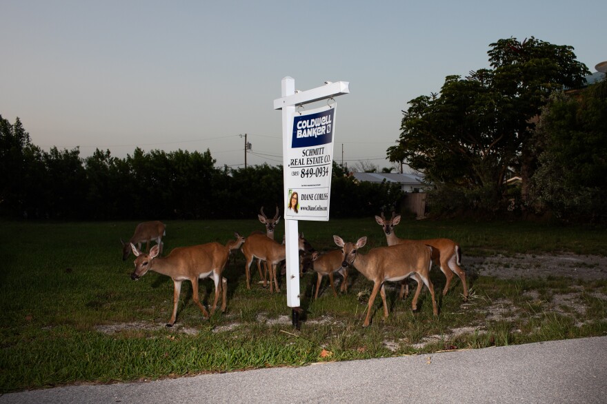 FLORIDA KEYS: The Key deer is the smallest deer species in North America. The deer live only in the low-lying Florida Keys. They are considered federally endangered, with an estimated population of around 1,000. <a href="https://www.npr.org/2023/11/12/1204063795/key-deer-florida-keys-sea-level-rise">See the story.</a>