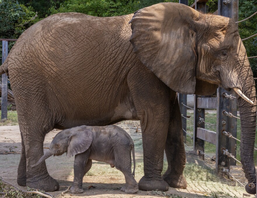 A male elephant calf stands under his mother, Mlilo, at the Dallas Zoo. 