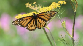 The eastern monarch butterfly's migration from the high-elevation fir forests of central Mexico to the northern U.S. and southern Canada requires multiple generations. A "super generation" makes the long journey back in the fall.