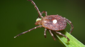 The lone star tick is the vector for Alpha-gal Syndrome, a potentially dangerous allergy to red meat, and in some parts of the country reports of the illness are on the rise. The lone star tick is present in West Texas, but it’s not nearly as abundant here as in lusher regions.