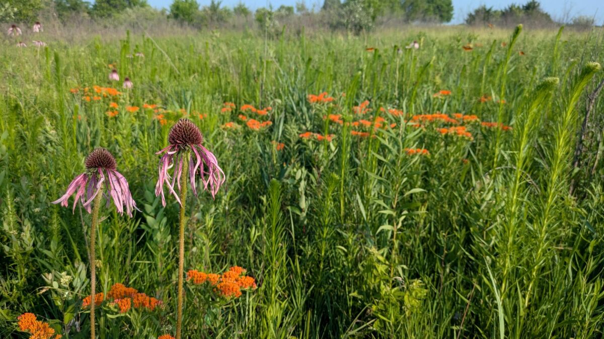 Johnson County will spend nearly $1.2 million to restore prairies and other habitats