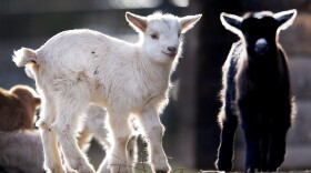 2 baby goats