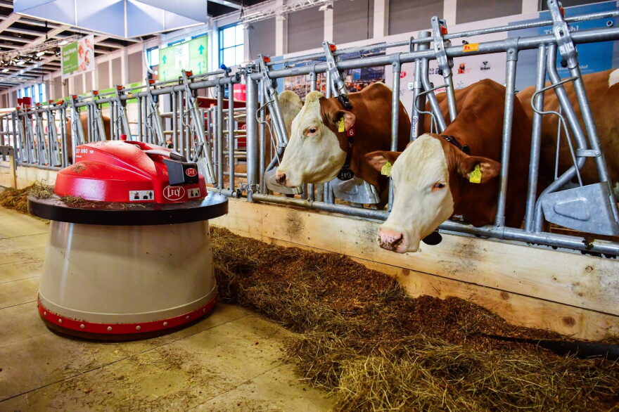 A robot automatically sweeps food toward two dairy cows at an "automated farm" exhibit at the International Green Week food and agriculture fair in Berlin on Jan. 19, 2017. (John MacDougall/AFP/Getty Images)