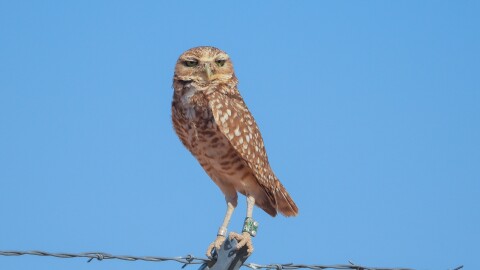 Small brown owl with yellow eyes stands on barbed wire fence with blue sky behind