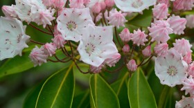 White flowers with pink markings inside. Mountain laurel is a plant species native to Virginia